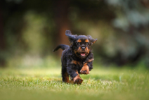 Home-raised vs kennel-raised puppies